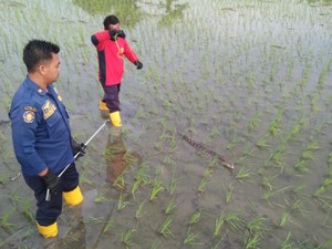 Heboh Buaya Berkeliaran di Persawahan Bojonegoro