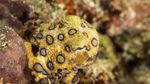 Foto: Gurita Cincin Biru, Si Kecil Mematikan dari Laut