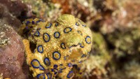 Para peneliti menyarankan, jika saat wisata di pantai bertemu Gurita Cincin Biru agar jangan mendekat dan jangan menyentuh. Jika terlanjur menyentuh, segera melapor ke petugas medis terdekat sehingga masalah kesehatan terkait racun segera ditangani.