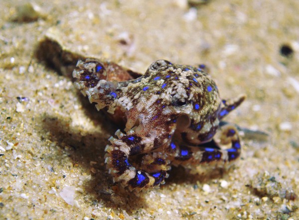 Menurut para peneliti di Ocean Conservancy, racun gurita cincin biru dapat membunuh 26 orang dewasa dalam hitungan menit lho. Racunnya tidak berada di cincin biru, namun terdapat di air liurnya. Menurut para peneliti di Ocean Conservancy, racun gurita cincin biru dapat membunuh 26 orang dewasa dalam hitungan menit lho. Racunnya tidak berada di cincin biru, namun terdapat di air liurnya.