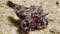 Menurut para peneliti di Ocean Conservancy, racun gurita cincin biru dapat membunuh 26 orang dewasa dalam hitungan menit lho. Racunnya tidak berada di cincin biru, namun terdapat di air liurnya. 