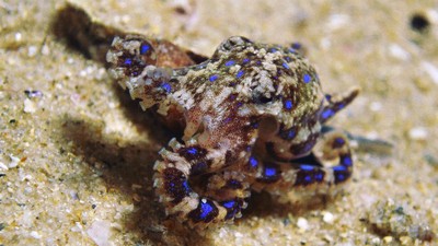Foto: Gurita Cincin Biru, Si Kecil Mematikan dari Laut