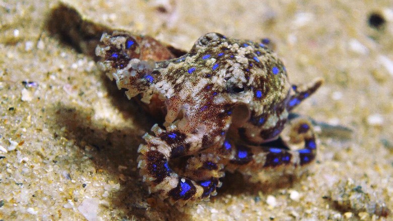 Gurita Cincin Biru