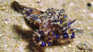 Foto: Gurita Cincin Biru, Si Kecil Mematikan dari Laut