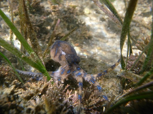 Sesuai dengan namanya, gurita ini memiliki garis warna biru seperti cincin yang tersebar di seluruh tubuhnya. Biasanya dia gampang ditemukan di perairan dangkal seperti di perairan Australia, Jepang, perairan laut Asia Tenggara, dan Indonesia. Sesuai dengan namanya, gurita ini memiliki garis warna biru seperti cincin yang tersebar di seluruh tubuhnya. Biasanya dia gampang ditemukan di perairan dangkal seperti di perairan Australia, Jepang, perairan laut Asia Tenggara, dan Indonesia.