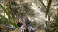 Sesuai dengan namanya, gurita ini memiliki garis warna biru seperti cincin yang tersebar di seluruh tubuhnya. Biasanya dia gampang ditemukan di perairan dangkal seperti di perairan Australia, Jepang, perairan laut Asia Tenggara, dan Indonesia.