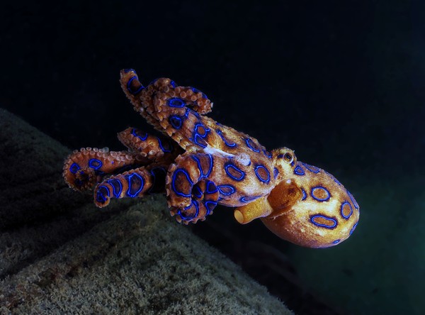 Namun kamu jangan terkecoh dengan ukuran dan sifatnya ini. Sejatinya gurita cincin biru adalah hewan laut yang punya racun mematikan. Dia dinobatkan sebagai salah satu hewan laut paling mematikan di dunia lho. Namun kamu jangan terkecoh dengan ukuran dan sifatnya ini. Sejatinya gurita cincin biru adalah hewan laut yang punya racun mematikan. Dia dinobatkan sebagai salah satu hewan laut paling mematikan di dunia lho.
