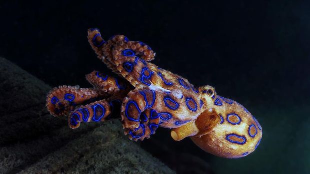 Gurita Cincin Biru