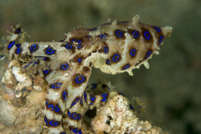 Blue ringed octopus - Hapalochlaena spp.