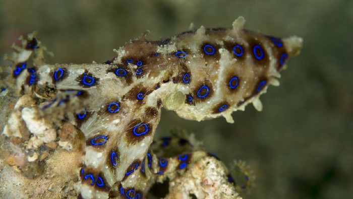 Blue ringed octopus - Hapalochlaena spp.