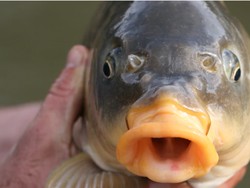 Ikan Mas Menu Santapan Lezat di Indonesia Malah Jadi Hama di Australia