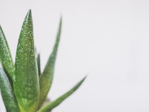 Lidah Buaya (Jessica Lewis via Pexels)