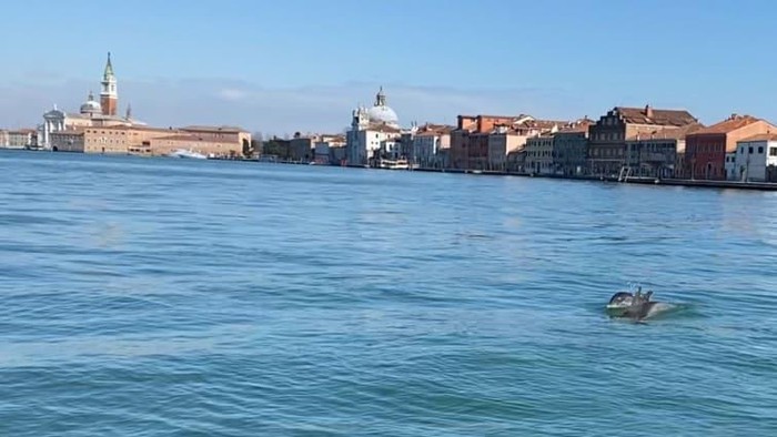 Lumba-lumba garis di Venesia