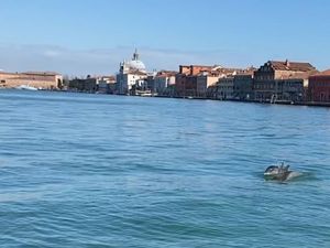 Langka! Lumba-lumba Menyusuri Kanal Besar Venesia