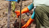 Pemilihan lokasi penanaman dilakukan di areal longsor yang pernah terjadi pada tahun 2019 lalu dan sekarang mulai ditanami pohon.