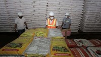 Meski di tengah pandemi, Pupuk Kaltim produsen pupuk Urea terbesar di Indonesia, berkomitmen untuk terus memastikan operasional dan produksi yang stabil guna memenuhi kebutuhan pupuk di musim tanam bulan Maret 2021 ini.