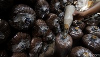 Jamur tersebut biasanya akan tumbuh setelah 40 hari dari proses awal.