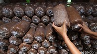 Dalam sehari rumah produksi tersebut mampu membuat media jamur dari 500 hingga 1000 plastik yang siap diperjualbelikan.