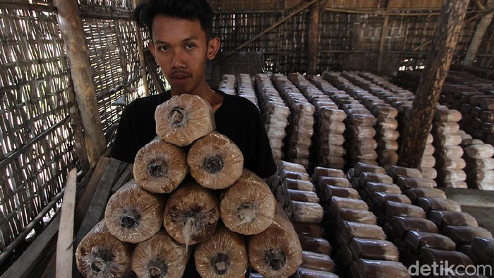 Meraup Cuan Lewat Penjualan Media Pembibitan Jamur Bercocok tanam tengah jadi primadona di masa pandemi Corona. Bisnis jual-beli media pembibitan jamur pun jadi usaha yang cukup menjanjikan di masa pandemi.