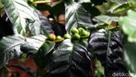 Objek Wisata di Puncak Bertahan dari Hantaman Pandemi Corona