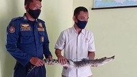 Buaya yang ditemukan warga di persawahan Desa Jono, Temayang, Bojonegoro sudah ditangkap. Buaya tersebut kini telah diserahkan ke BKSDA Bojonegoro.