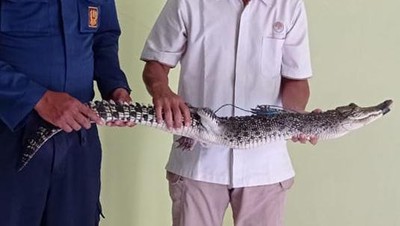 Penampakan Buaya yang Berkeliaran di Persawahan Bojonegoro