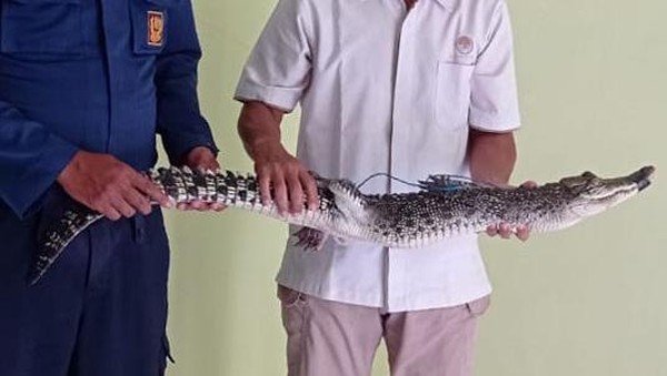 Penampakan Buaya yang Berkeliaran di Persawahan Bojonegoro