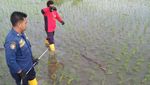 Penampakan Buaya yang Berkeliaran di Persawahan Bojonegoro