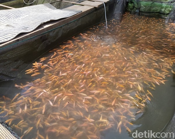 ikan di laut