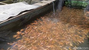 Kenapa Ikan Air Tawar Tidak Bisa Hidup di Laut?