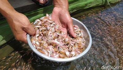 Penjualan Bibit Ikan Kembali Bergeliat