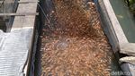 Penjualan Bibit Ikan Kembali Bergeliat