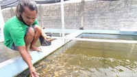 Permasalahan yang dihadapi bukan di distribusi, namun harga pakan ikan yang naik sedangkan harga jual bibit ikan tetap. 