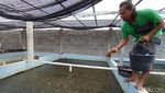 Penjualan Bibit Ikan Kembali Bergeliat