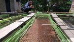 Penjualan Bibit Ikan Kembali Bergeliat