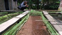 Sementara itu, petani budidaya ikan lainnya, Nur Septian Faakhsin, mengatakan penjualan bibit ikan menuju Jogja, Klaten, Solo dan kota-kota lainnya. 