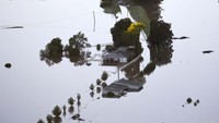 Banjir ini disebabkan hujan deras terus menerus yang mengguyur pantai timur Australia.