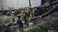 Diketahui pohon yang berada di area Polda Metro Jaya itu tumbang menutupi satu lajur.