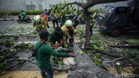 Petugas kepolisian, pemadam kebakaran hingga Dinas Pertamanan DKI Jakarta pun dikerahkan untuk bahu membahu mengevakuasi pohon tumbang tersebut.