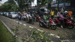 Waduh, Lalin di Kolong Semanggi Macet Gegara Pohon Tumbang