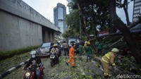 Sejumlah kendaraan mengantre untuk melintas di samping para petugas yang tengah mengevakuasi pohon tumbang.