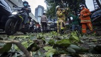 Sejumlah petugas mengevakuasi pohon tumbang di Jalan Jenderal Sudirman, Jakarta, Rabu (24/3/2021).