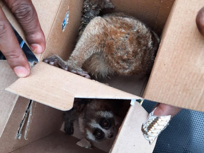 2 Kukang yang hendak dijual pria di Sumbar
