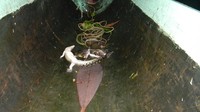 Pria Suku Bauzi kemudian akan berenang dan mencari bayangan buaya di dasar sungai. Jika ada, dengan hati-hati, ia menyelam dan mendekati buaya dari belakang. Kemudian ia akan berenang ke arah kepala buaya untuk memastikan apakah matanya terbuka atau tertutup. Jika terbuka, maka ia akan mundur secepatnya, berarti itu bahaya. Namun jika tertutup, secepat mungkin, ia akan melingkarkan tali di moncong buaya dan kedua kaki buaya. (Hari Suroto/Istimewa)