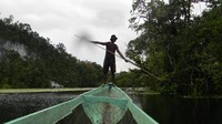 Suku Bauzi berburu buaya dengan cara tradisional. Pria suku Bauzi akan merajut dan menjalin tali yang terbuat dari serat pohon melinjo yang terkenal kuat. Tali ini dibuat seperti tali laso. Setelah tali siap, mereka lalu berperahu ke bagian sungai yang jadi sarang buaya. (CNN)