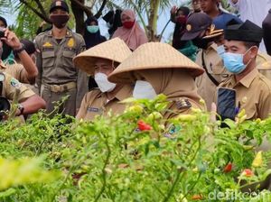 Tips Merawat Tanaman Cabai Hias di Rumah dari Profesor IPB
