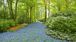 Segarkan Mata dengan Foto Jutaan Bunga Tulip di Belanda