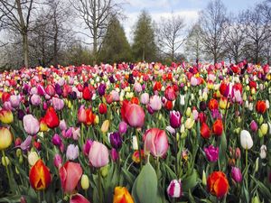 Segarkan Mata dengan Foto Jutaan Bunga Tulip di Belanda