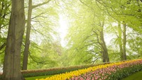 Taman Keukenhof dibuka pada tahun 1950 dan menjadi destinasi wisata paling populer di Belanda.