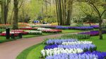 Segarkan Mata dengan Foto Jutaan Bunga Tulip di Belanda
